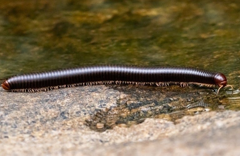 A millipede walking along the edge of a shallow stream.