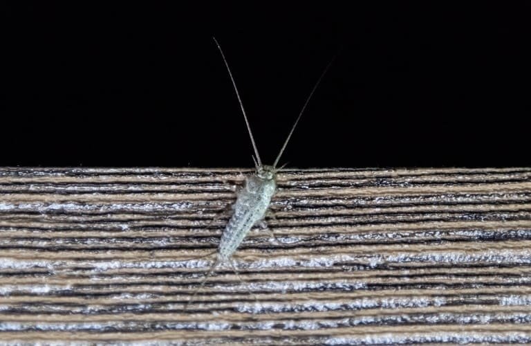 A common silverfish on a piece of wood.