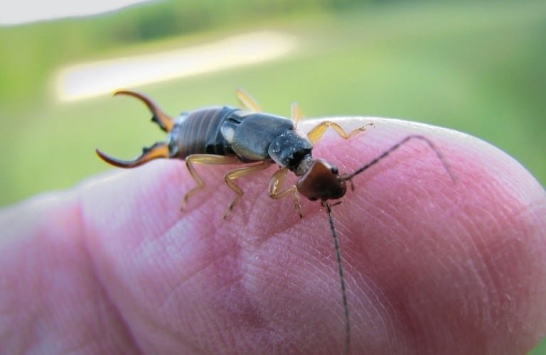 An earwig on the tip of a finger.