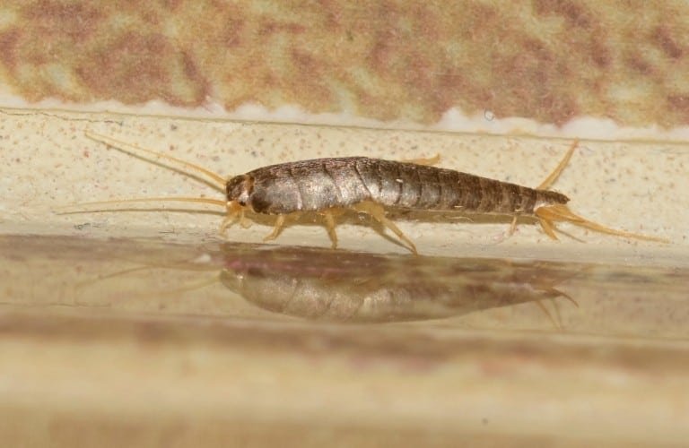 A silverfish scurrying along a baseboard.