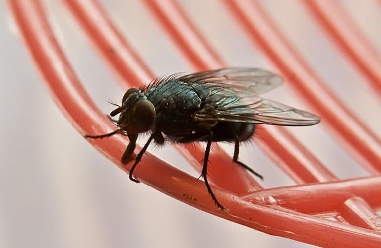 A house fly sitting on the edge of a red fly swatter.