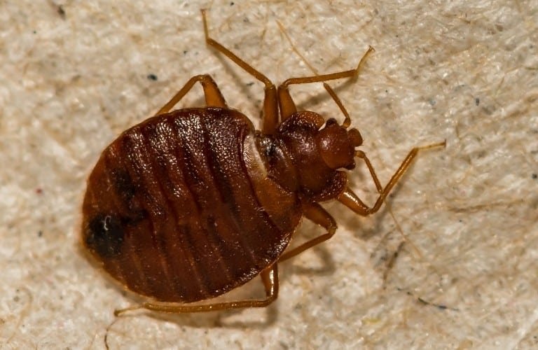 A close-up photo of a bed bug on a fibrous material.
