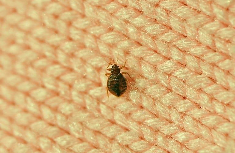 A bed bug on a peach-colored, knitted blanket.