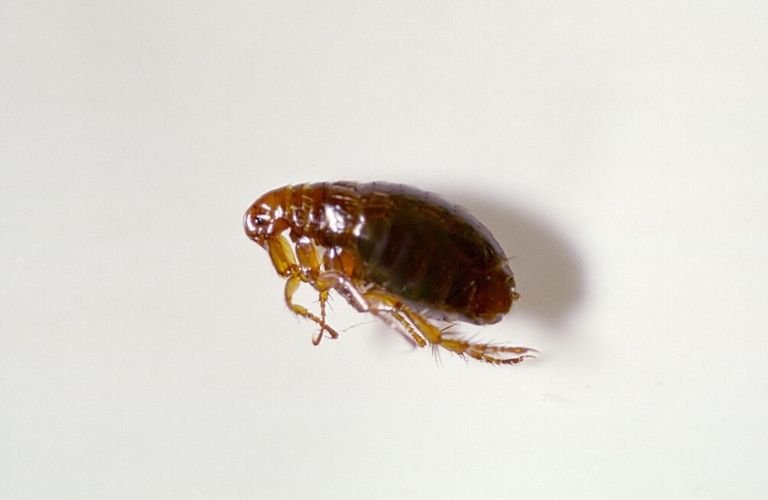 A close-up image of a reddish-brown flea.