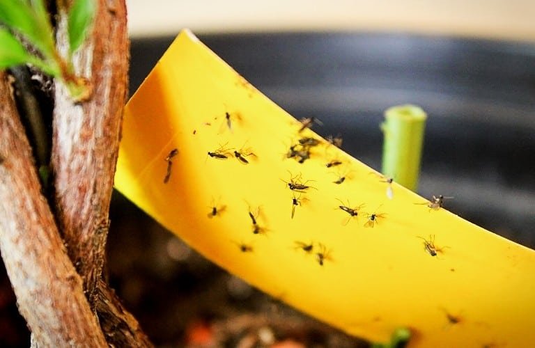 Gnats trapped on a yellow sticky trap beside a potted plant.