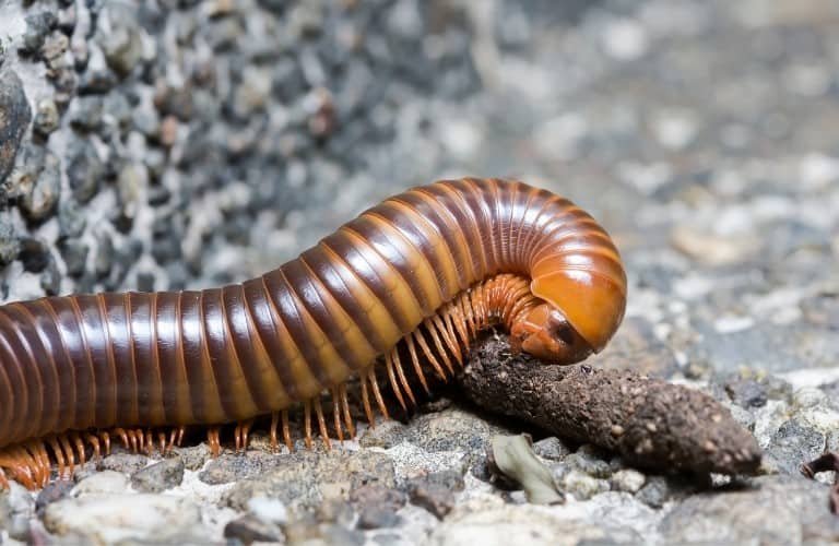 A brown and orange millipede crawling across a stick beside a rock wall.