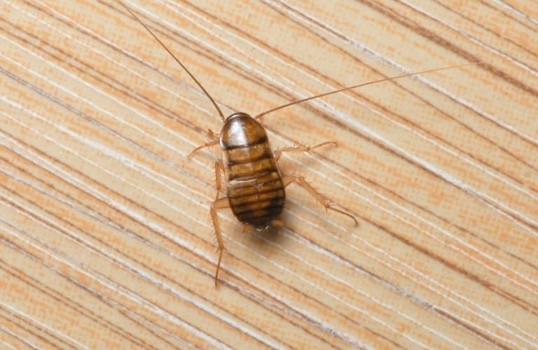 A baby cockroach, or nymph, on a striped surface.