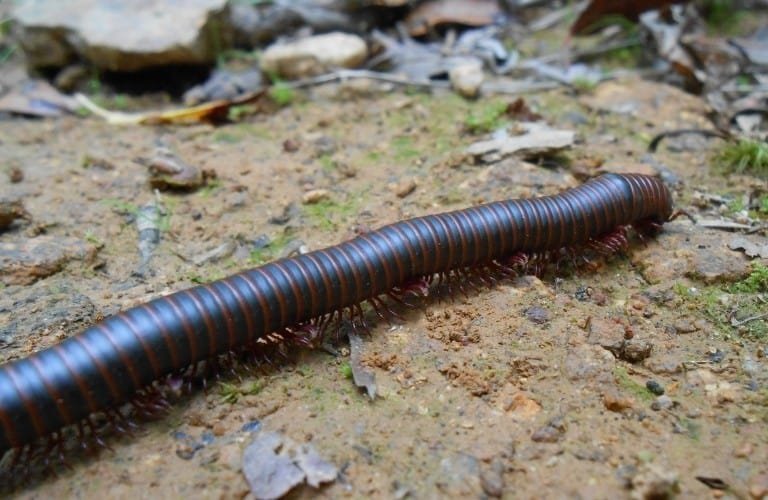 A black and orange millipede crawling across the dirt outside.