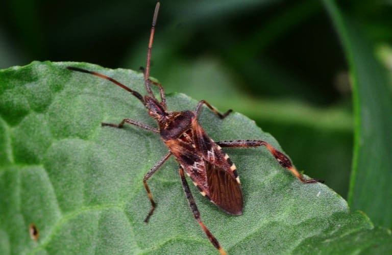 An adult western conifer seed bug on the edge of a green leaf.