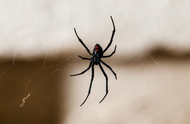 A female black widow spider suspended midair in her web.