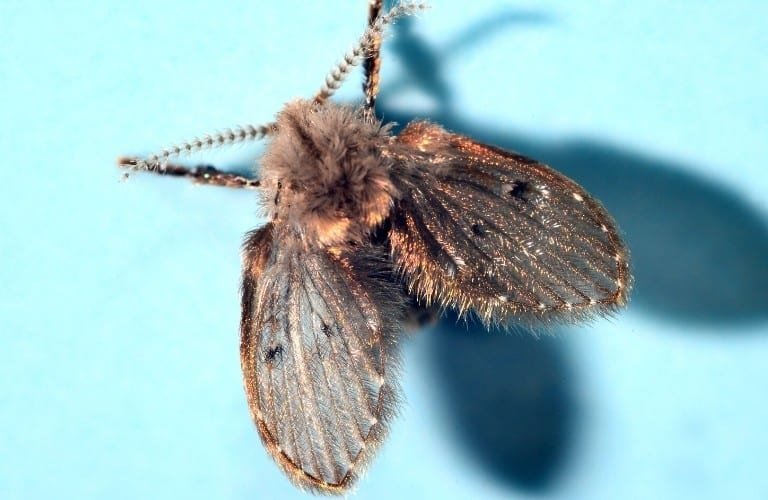 Can Bugs Enter Through Sump Pump