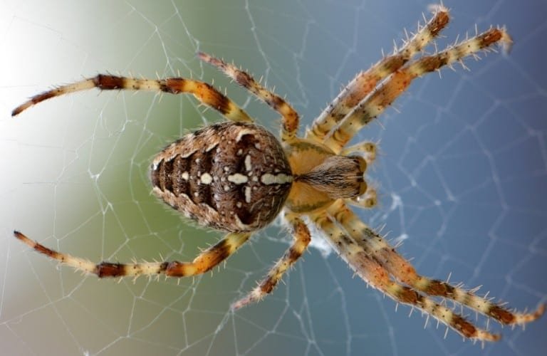 A brown and beige spider sitting horizontally on a web outside.