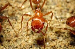 A full-face view of a red Harvester ant on the sand.
