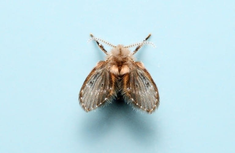 A close-up look at a drain fly on a light blue background.