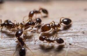 Several red imported fire ants on a table.