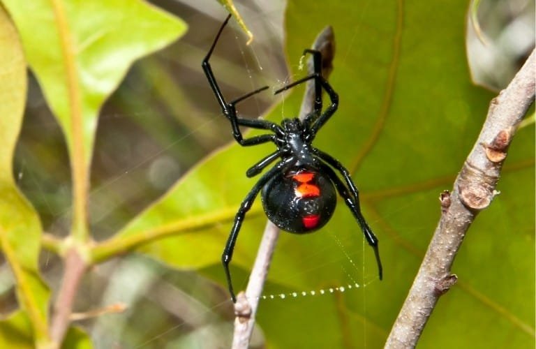 A female black widow spider making a web outdoors.