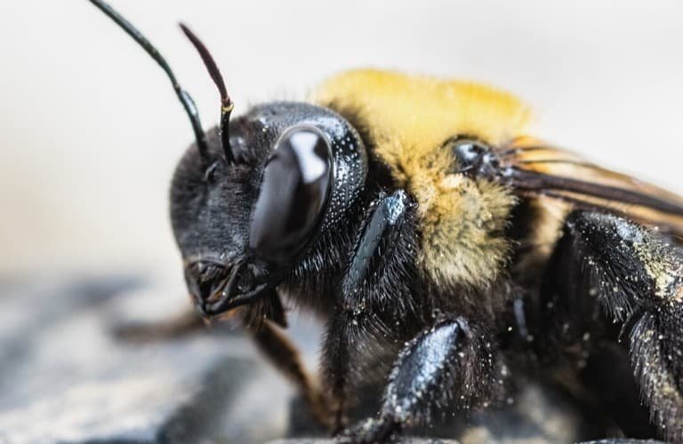 An up-close view of a carpenter bee.