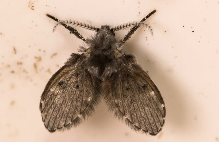 An extreme close up of a drain fly showing the fuzziness of the body and antennae.