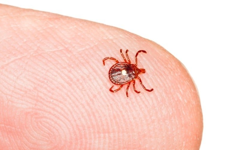 A lone star tick on a fingertip.