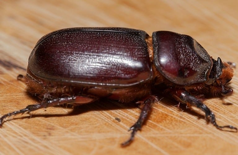 A harmless beetle walking across a wood floor.