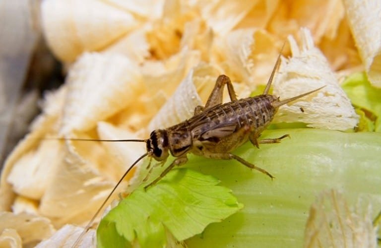 A cricket on a celery leaf with wood shavings in the background.