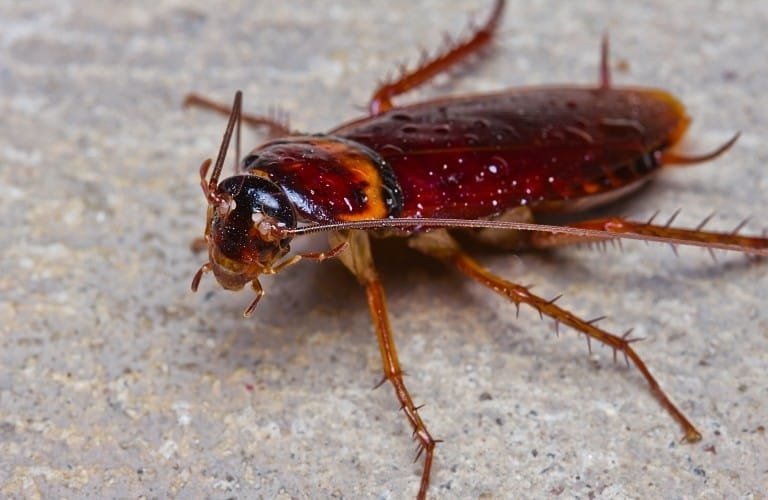 A large cockroach with spiny legs on pavement.