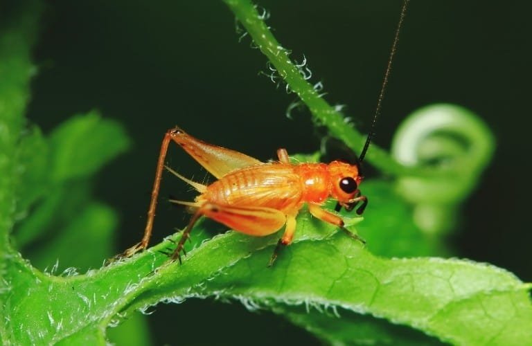 A cricket munching on a green leaf.
