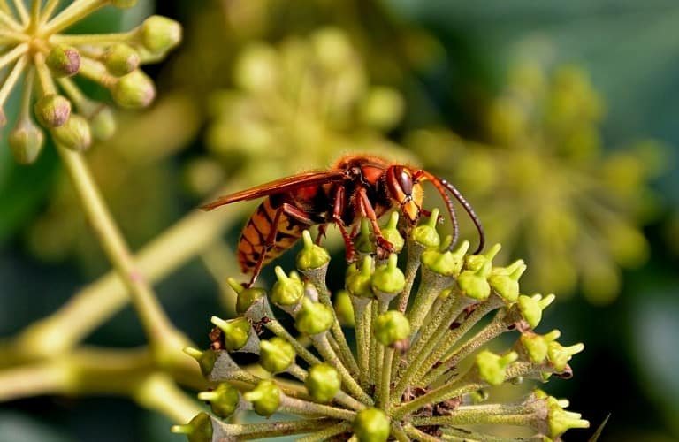 A European hornet on a green flower stalk.