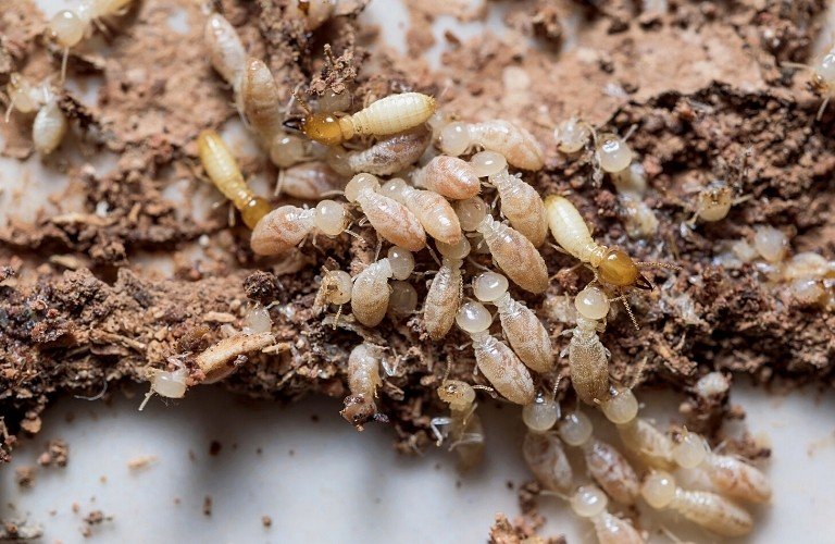 A group of termites on rotten wood.