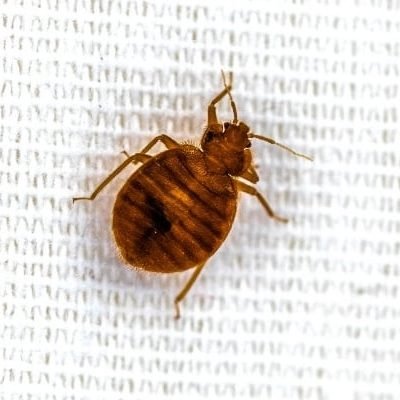bed bug close up on cloth